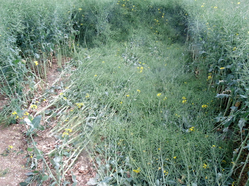 Pitt, Hampshire crop circle, aerial photo 9