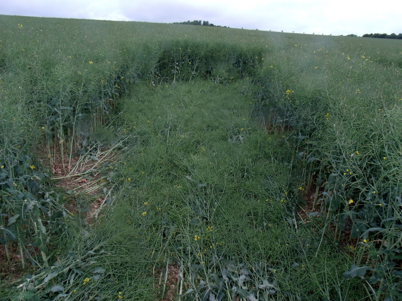 Pitt, Hampshire crop circle, aerial photo 18