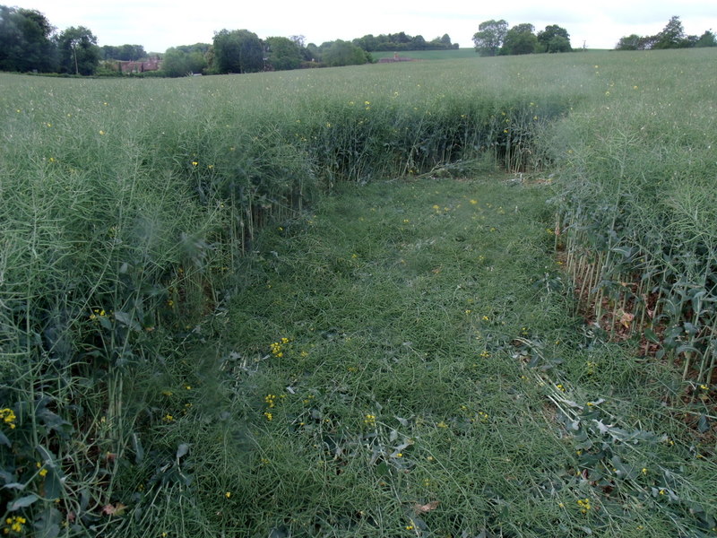 Pitt, Hampshire crop circle, aerial photo 6