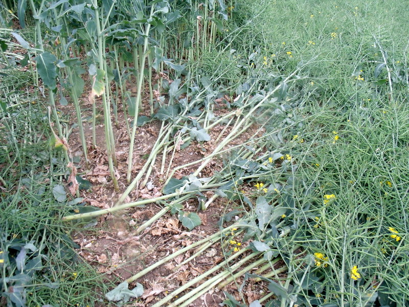Pitt, Hampshire crop circle, aerial photo 20