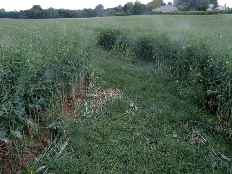 Pitt, Hampshire crop circle, aerial photo 17