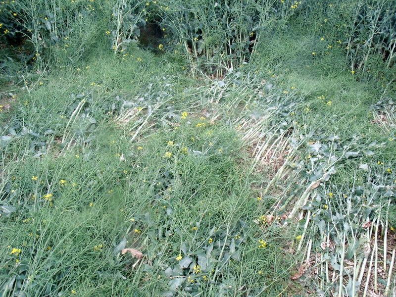 Pitt, Hampshire crop circle, aerial photo 15