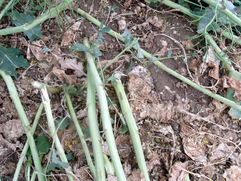 Pitt, Hampshire crop circle, aerial photo 14