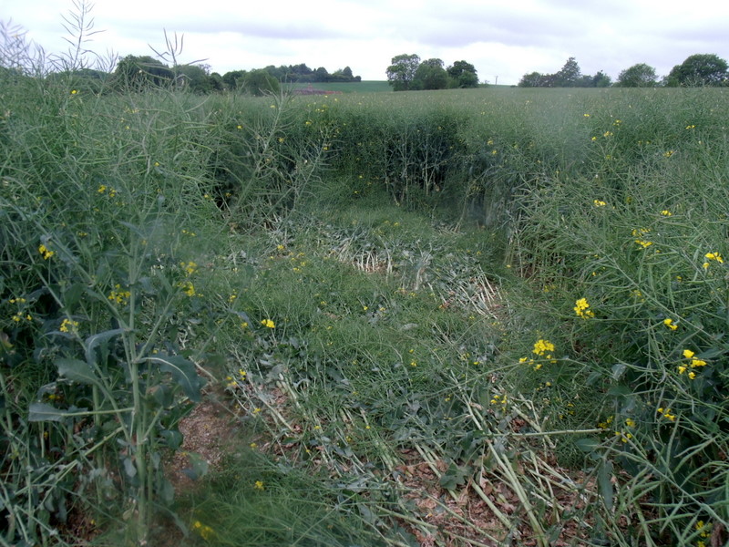 Pitt, Hampshire crop circle, aerial photo 19