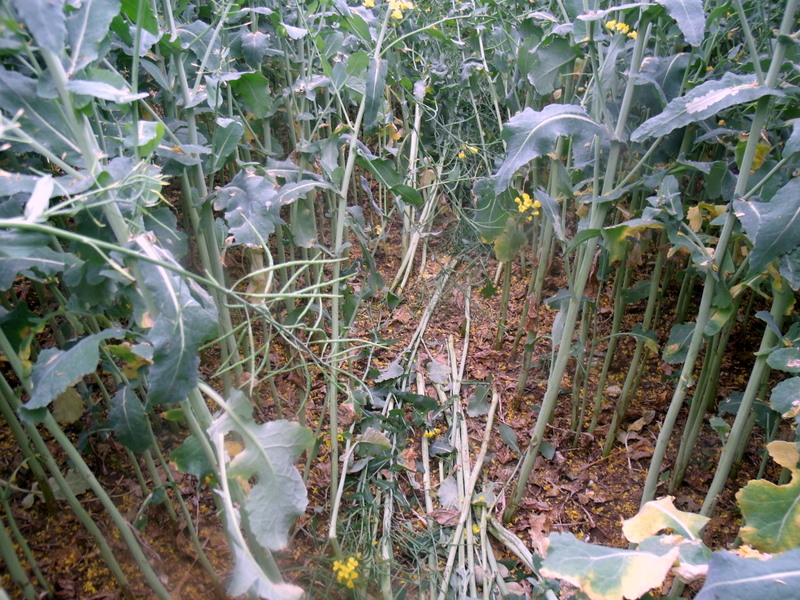 Pitt, Hampshire crop circle, aerial photo 2