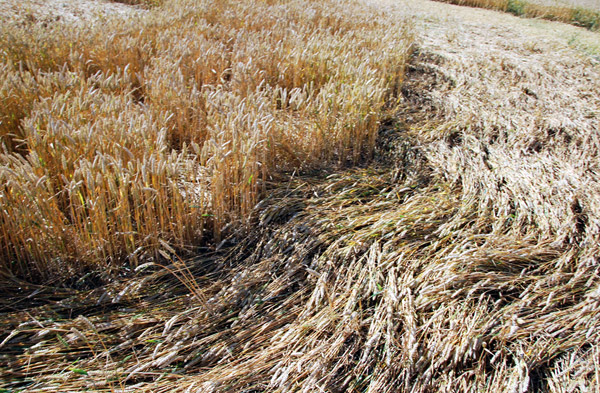 Roundway Hill, Wiltshire crop circle, ground photo 50