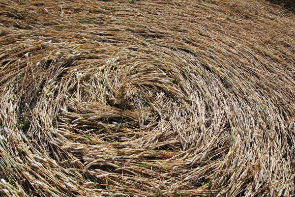 Roundway Hill, Wiltshire crop circle, ground photo 51