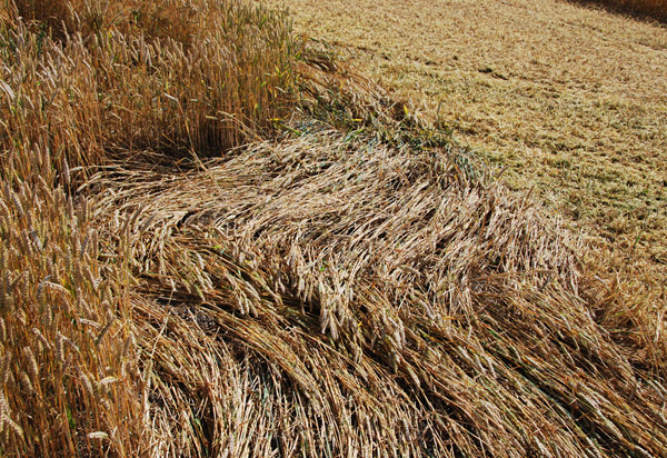 Roundway Hill, Wiltshire crop circle, ground photo 52