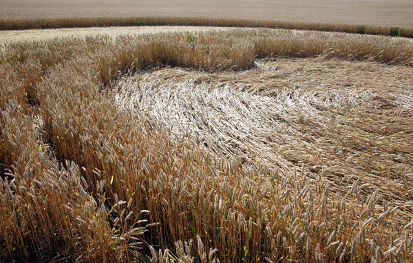 Roundway Hill, Wiltshire crop circle, ground photo 53