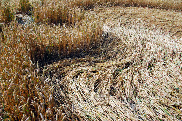 Roundway Hill, Wiltshire crop circle, ground photo 54