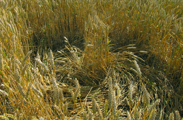Roundway Hill, Wiltshire crop circle, ground photo 55