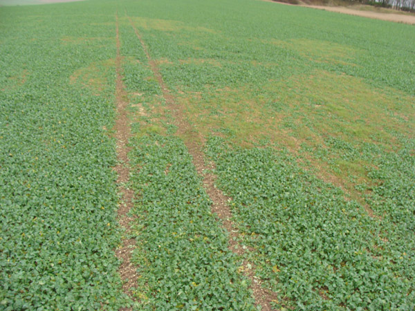Roundway Hill, Wiltshire crop circle, aerial photo 57