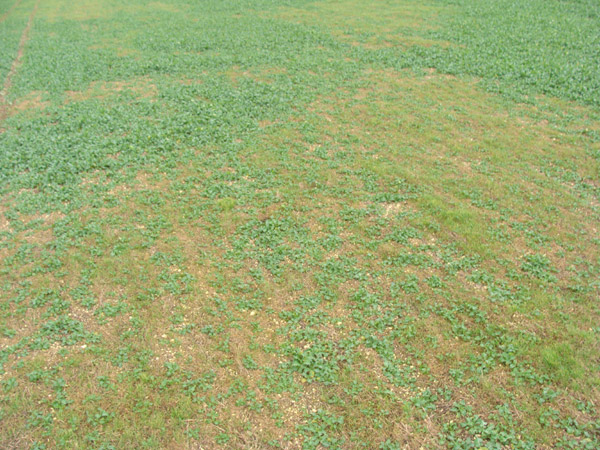 Roundway Hill, Wiltshire crop circle, aerial photo 56