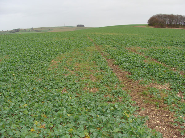 Roundway Hill, Wiltshire crop circle, aerial photo 58