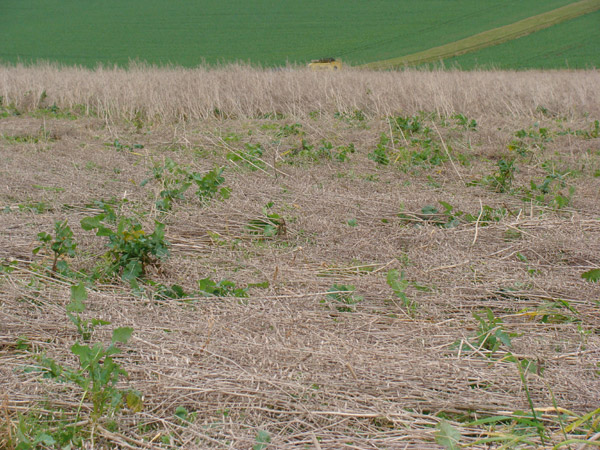 Roundway Hill (3), Wiltshire crop circle, aerial photo 36