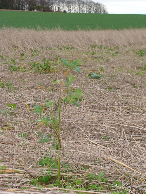 Roundway Hill (3), Wiltshire crop circle, aerial photo 37