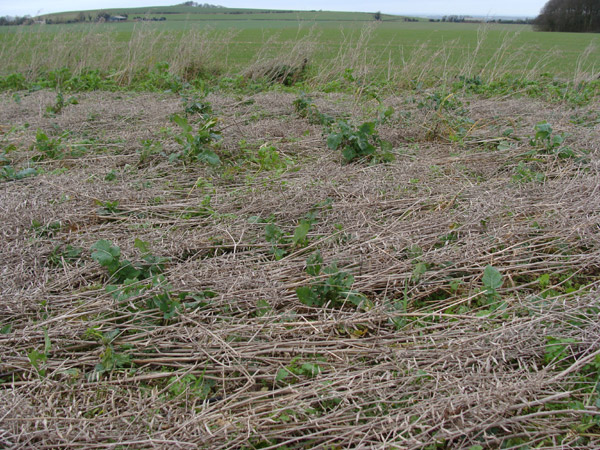 Roundway Hill (3), Wiltshire crop circle, aerial photo 38