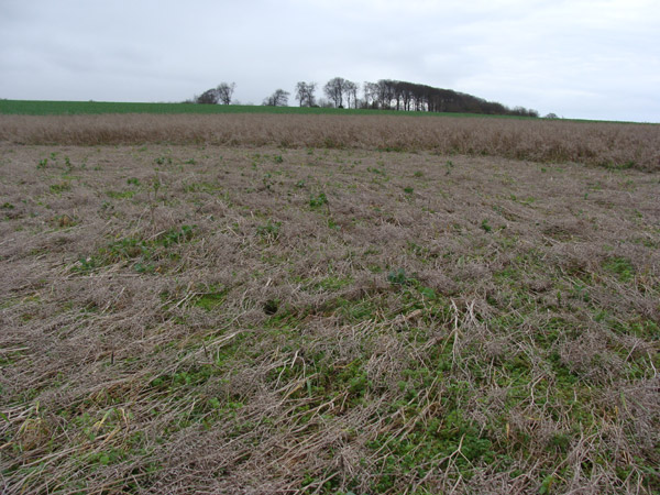 Roundway Hill (3), Wiltshire crop circle, aerial photo 35