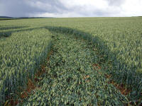 Cow Drove Hill, Hampshire crop circle, aerial photo 35