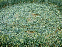 Cow Drove Hill, Hampshire crop circle, aerial photo 38