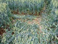 Cow Drove Hill, Hampshire crop circle, aerial photo 40