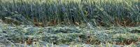Cow Drove Hill, Hampshire crop circle, aerial photo 41