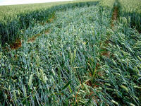Cow Drove Hill, Hampshire crop circle, aerial photo 43