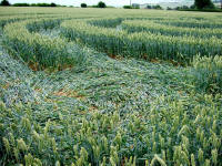 Cow Drove Hill, Hampshire crop circle, aerial photo 44