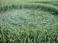 Cow Drove Hill, Hampshire crop circle, aerial photo 45