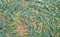 Cow Drove Hill, Hampshire crop circle, aerial photo 46
