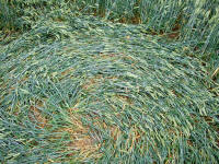 Cow Drove Hill, Hampshire crop circle, aerial photo 47