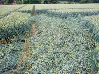Cow Drove Hill, Hampshire crop circle, aerial photo 48