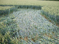 Cow Drove Hill, Hampshire crop circle, aerial photo 49