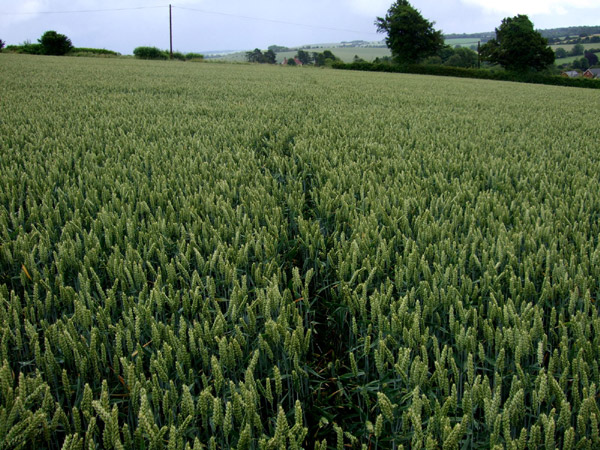 Cow Drove Hill, Hampshire crop circle, aerial photo 30