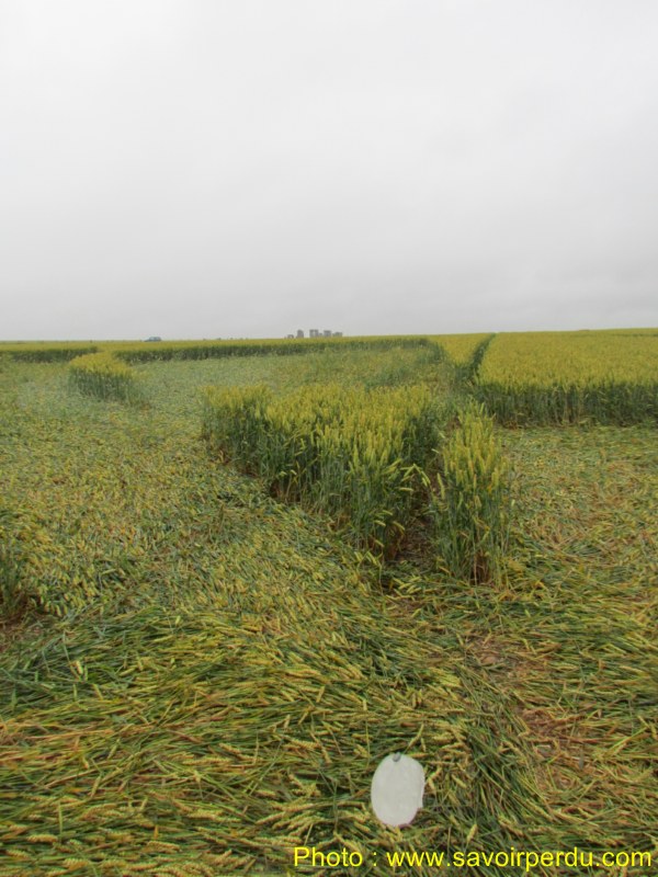Stonehenge (3), Wiltshire crop circle, aerial photo 42