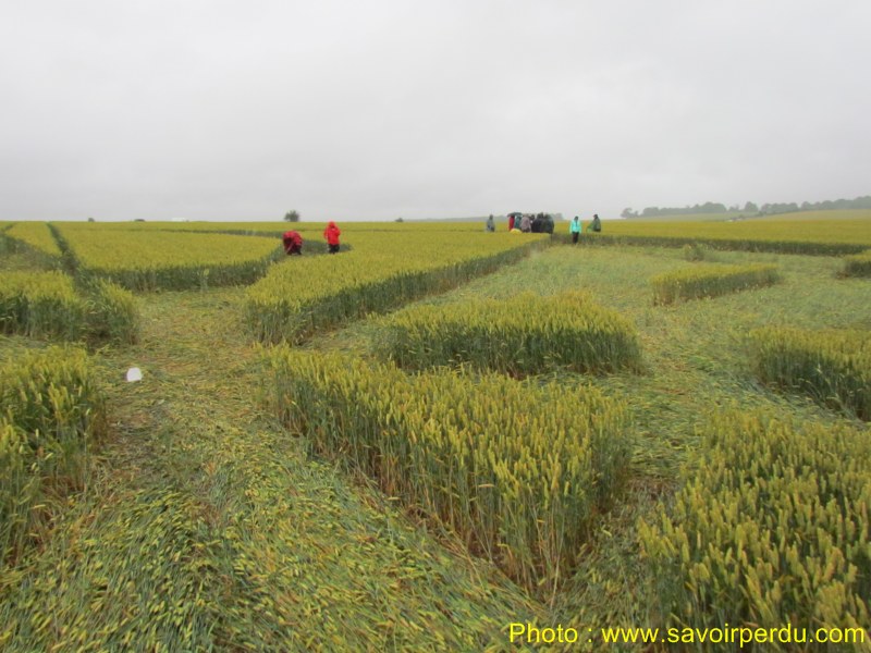 Stonehenge (3), Wiltshire crop circle, aerial photo 41
