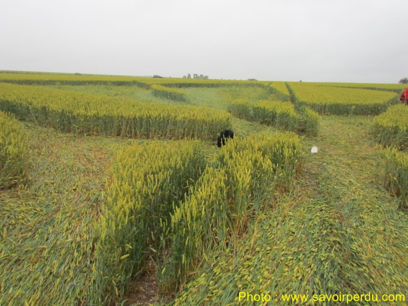 Stonehenge (3), Wiltshire crop circle, aerial photo 39