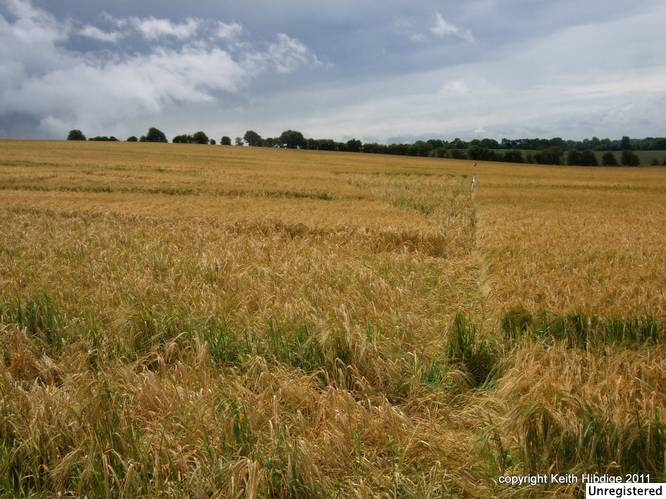 New Warren Farm, Hampshire crop circle, aerial photo 36