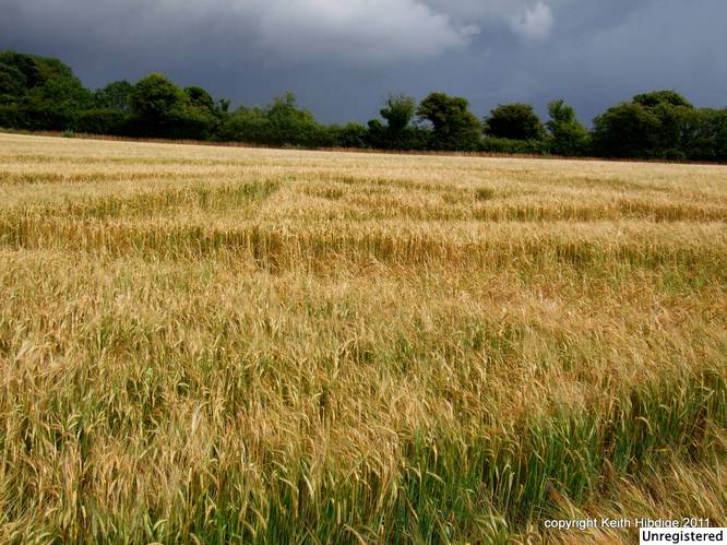 New Warren Farm, Hampshire crop circle, aerial photo 34