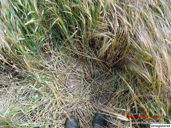 New Warren Farm, Hampshire crop circle, aerial photo 40