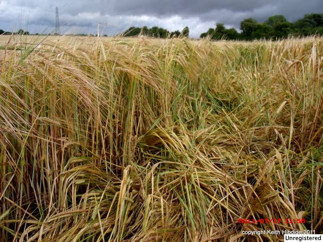 New Warren Farm, Hampshire crop circle, aerial photo 42