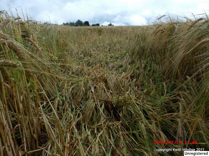 New Warren Farm, Hampshire crop circle, aerial photo 43