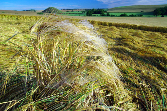 West Kennett, Wiltshire crop circle, aerial photo 15