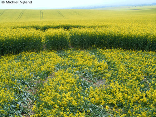 White Horse, Wiltshire crop circle, aerial photo 17