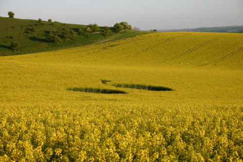 White Horse, Wiltshire crop circle, aerial photo 23
