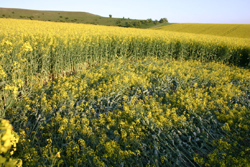White Horse, Wiltshire crop circle, aerial photo 8