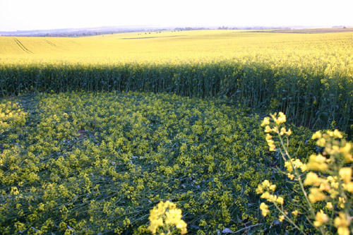 White Horse, Wiltshire crop circle, aerial photo 3