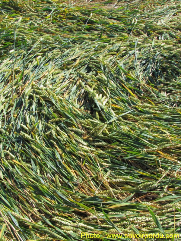 Windmill Hill, Wiltshire crop circle, aerial photo 47
