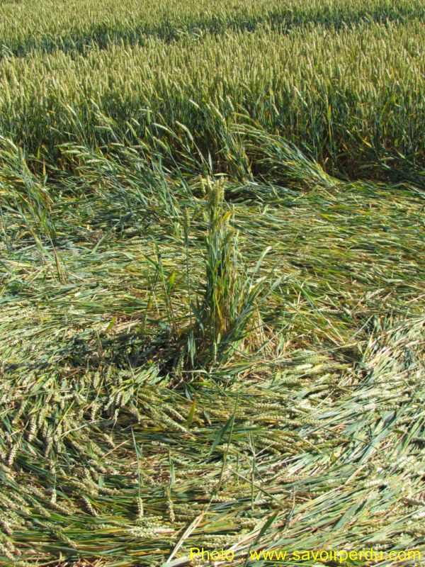Windmill Hill, Wiltshire crop circle, aerial photo 55