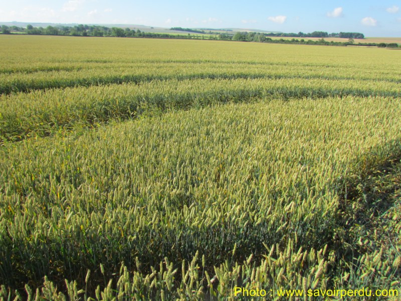 Windmill Hill, Wiltshire crop circle, aerial photo 62